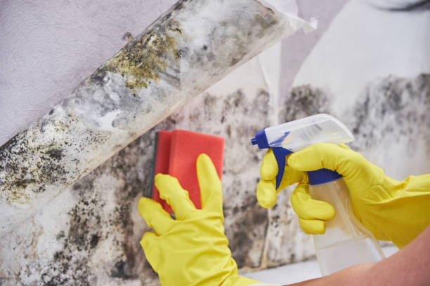 Why You Should Choose Our Mold Remediation Services in Yorktown, IN